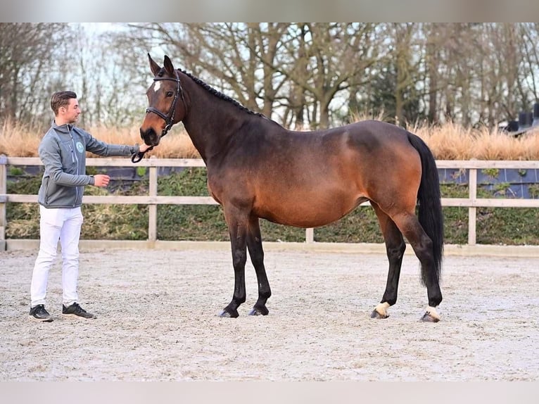 KWPN Stute 21 Jahre 167 cm Brauner in Veldhoven