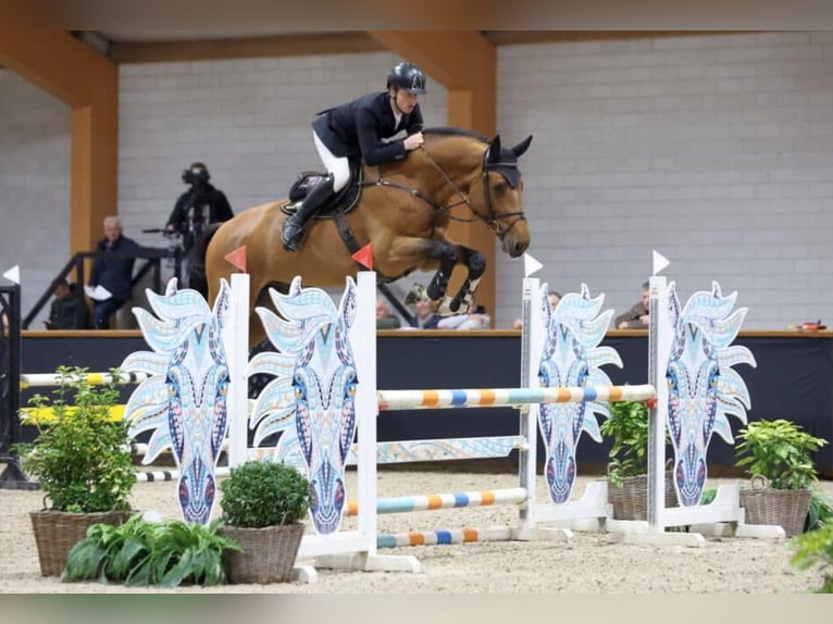 KWPN Stute 21 Jahre 167 cm Brauner in Veldhoven