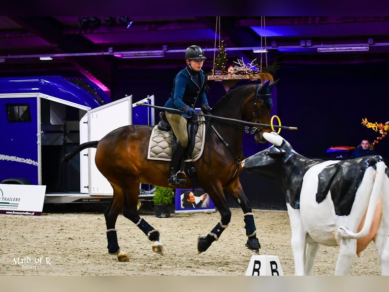 KWPN Stute 21 Jahre 172 cm Brauner in Ommen
