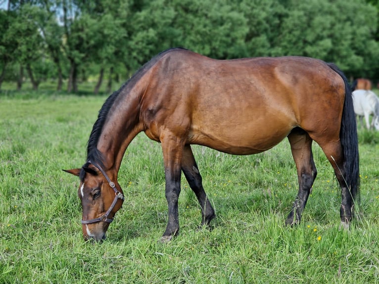 KWPN Stute 21 Jahre 173 cm Brauner in Schnega KWPN Stute 21 Jahre 173 cm Brauner in Schnega