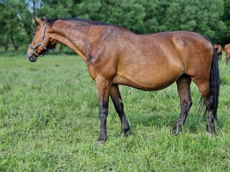 KWPN Stute 21 Jahre 173 cm Brauner in Schnega KWPN Stute 21 Jahre 173 cm Brauner in Schnega