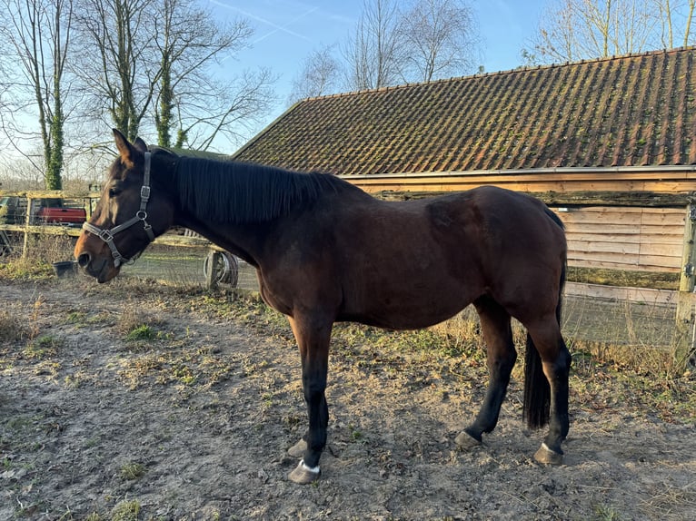 KWPN Stute 21 Jahre 175 cm Brauner in Barneveld