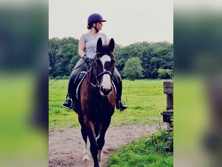 KWPN Stute 21 Jahre 175 cm Schwarzbrauner in Quickborn