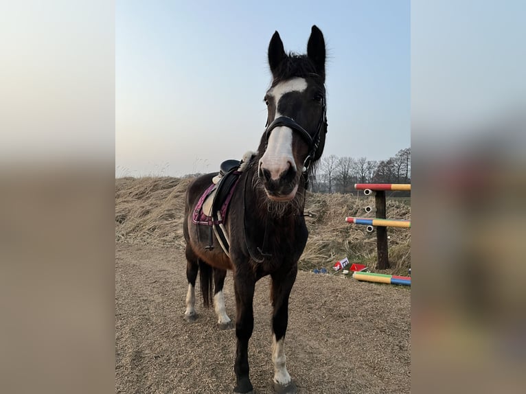 KWPN Stute 21 Jahre 175 cm Schwarzbrauner in Quickborn