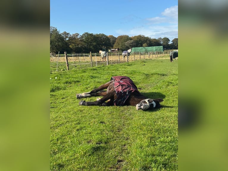 KWPN Stute 21 Jahre 175 cm Schwarzbrauner in Quickborn