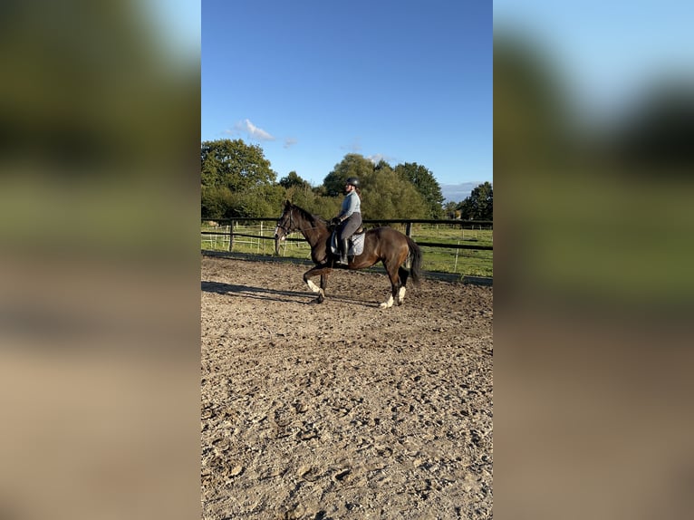KWPN Stute 21 Jahre 175 cm Schwarzbrauner in Quickborn