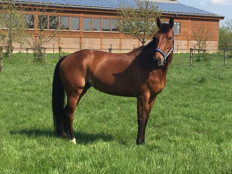 KWPN Stute 22 Jahre 165 cm Brauner in Neuss