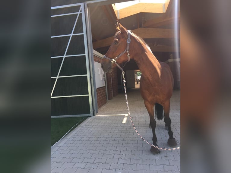 KWPN Stute 22 Jahre 165 cm Brauner in NeussNeuss