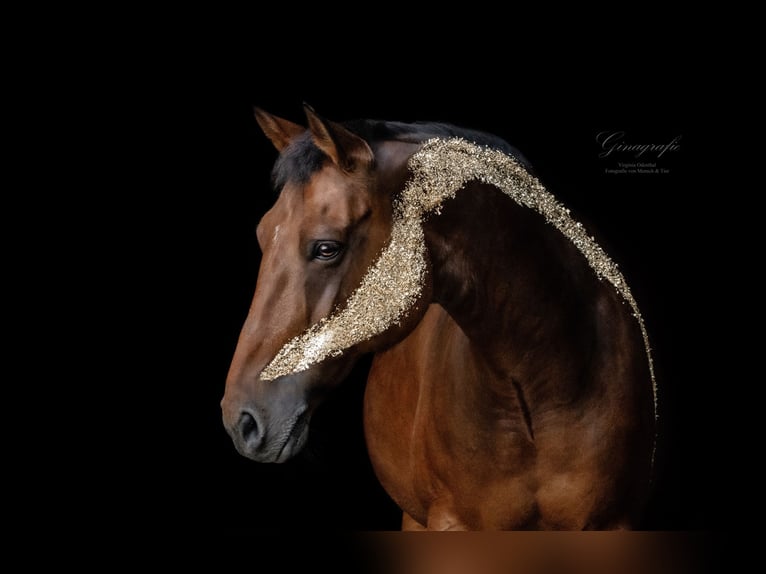 KWPN Stute 22 Jahre 165 cm Brauner in NeussNeuss