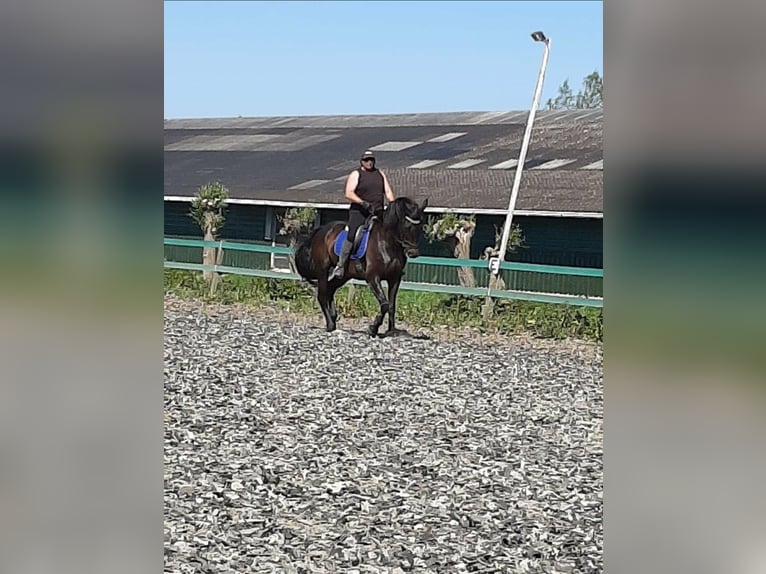 KWPN Stute 23 Jahre 168 cm Dunkelbrauner in Bleskensgraaf ca