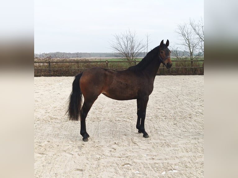 KWPN Stute 2 Jahre 150 cm Brauner in Elsloo