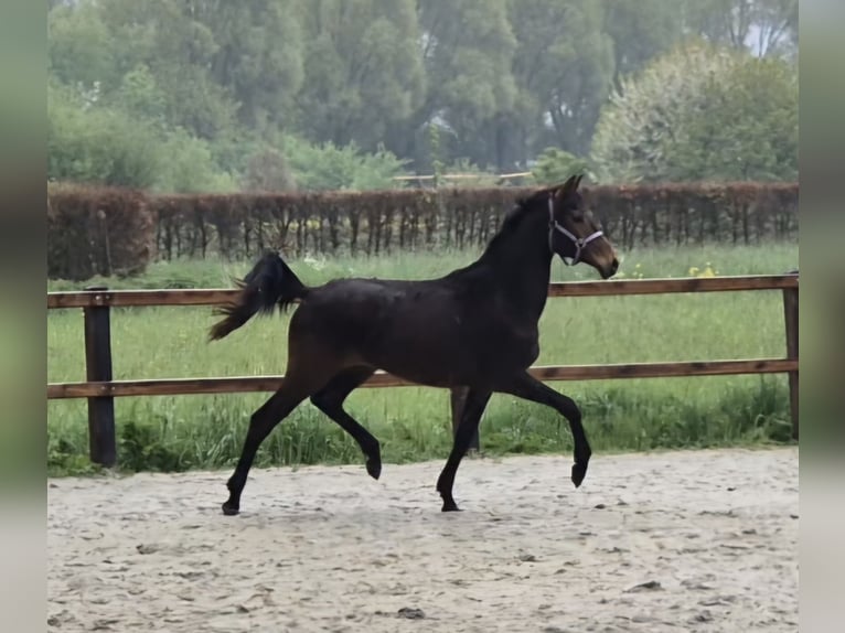 KWPN Stute 2 Jahre 150 cm Brauner in Sleeuwijk
