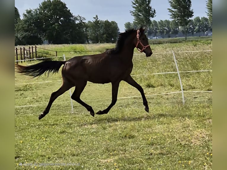 KWPN Stute 2 Jahre 150 cm Brauner in Sleeuwijk