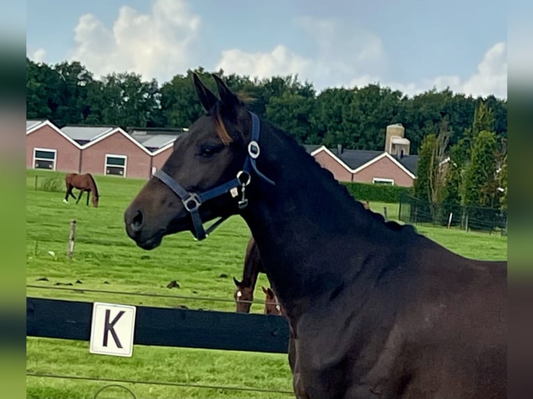 KWPN Stute 2 Jahre 151 cm Schwarzbrauner in Putten