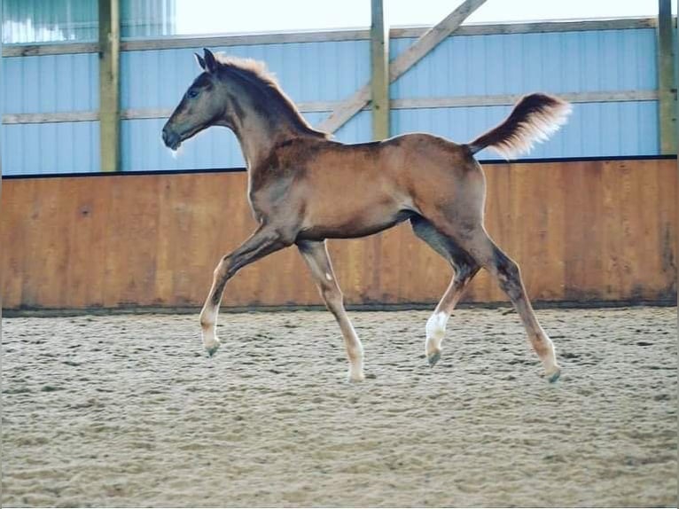 KWPN Stute 2 Jahre 157 cm Dunkelfuchs in Inman, SC