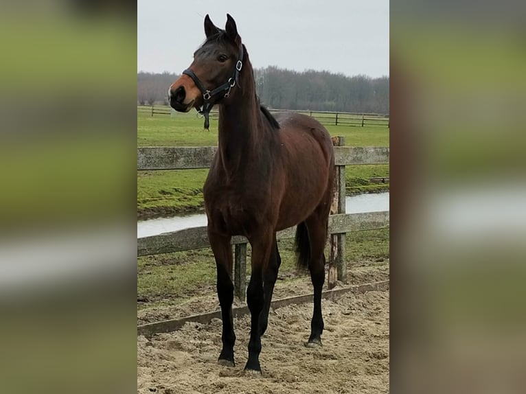 KWPN Stute 2 Jahre 160 cm Brauner in Groot-Ammers