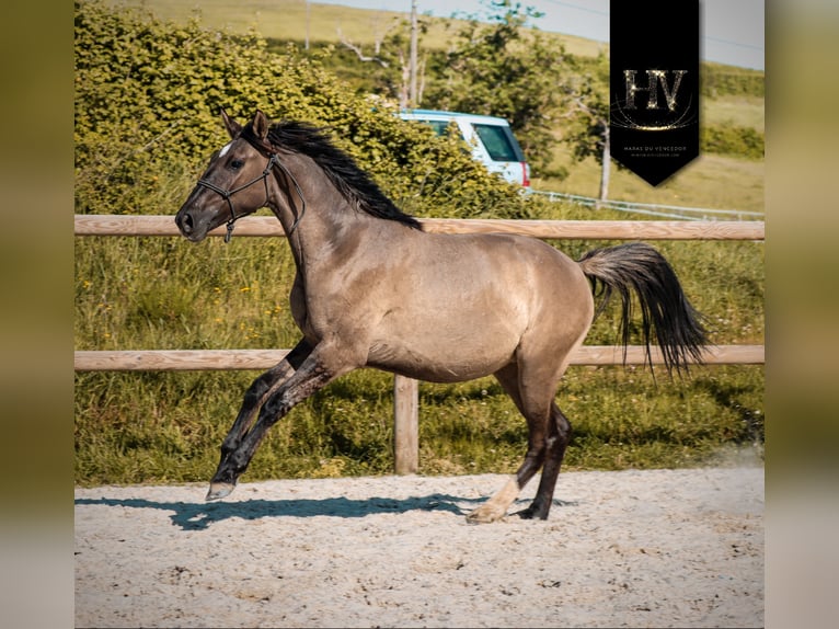 KWPN Stute 2 Jahre 160 cm Grullo in Grury
