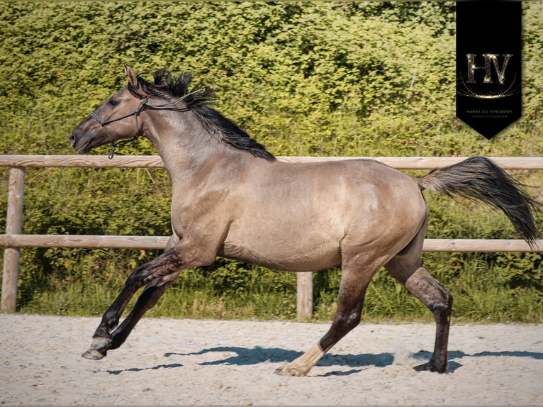 KWPN Stute 2 Jahre 160 cm Grullo in Grury