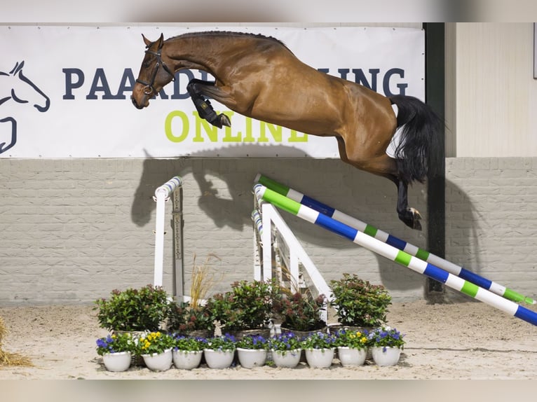 KWPN Stute 2 Jahre 161 cm Brauner in Heerde