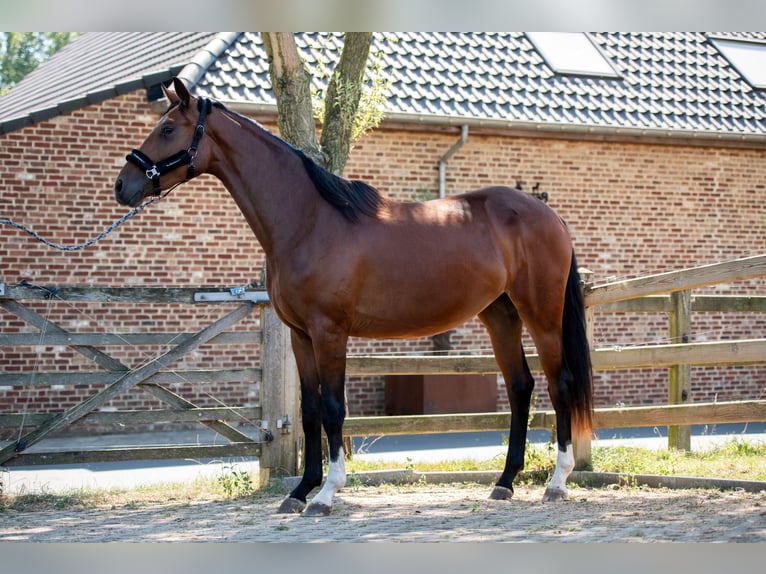 KWPN Stute 2 Jahre 161 cm Dunkelbrauner in Lierde