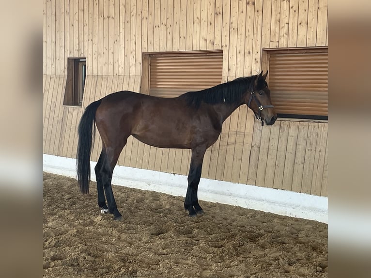 KWPN Stute 2 Jahre 162 cm Dunkelbrauner in Verl