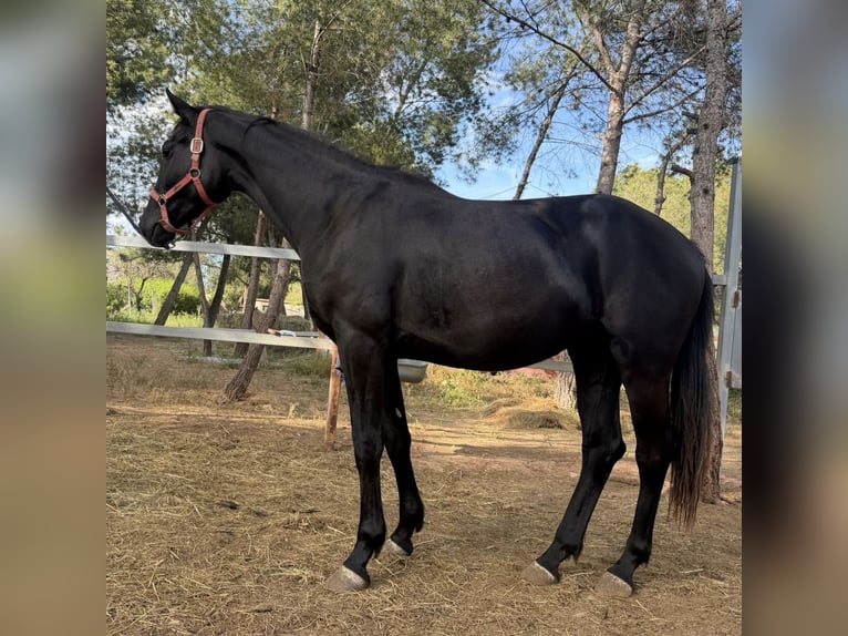 KWPN Stute 2 Jahre 162 cm Rappe in Naquera