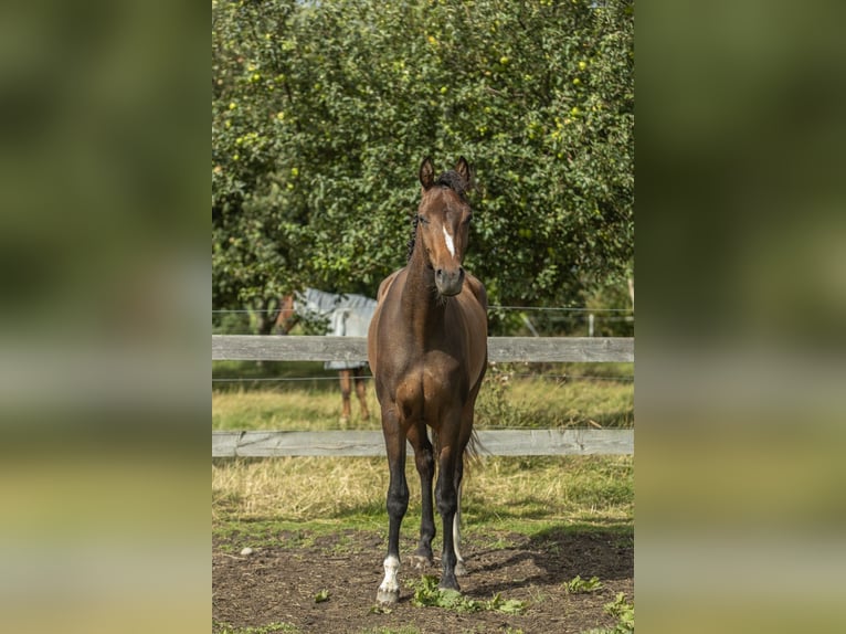 KWPN Stute 2 Jahre 163 cm Brauner in Aldeboarn