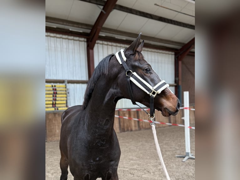 KWPN Stute 2 Jahre 163 cm Dunkelbrauner in Oud Gastel KWPN Stute 2 Jahre 163 cm Dunkelbrauner in Oud Gastel