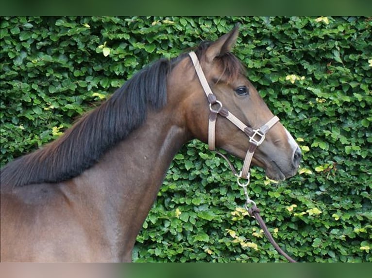 KWPN Stute 2 Jahre 164 cm Schwarzbrauner in Belsele