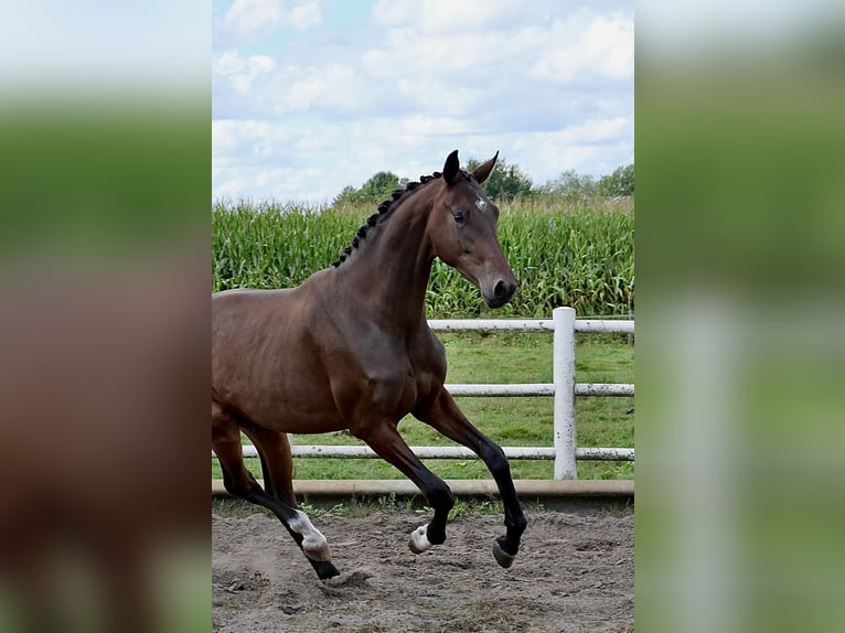 KWPN Stute 2 Jahre 165 cm Brauner in Liessel