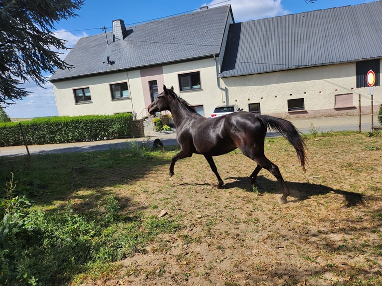 KWPN Stute 2 Jahre 165 cm Dunkelbrauner in Berkoth