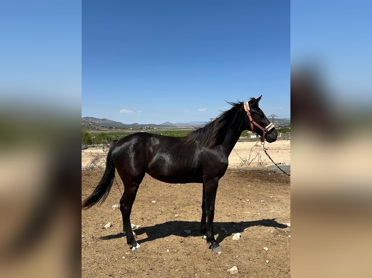 KWPN Stute 2 Jahre 165 cm Rappe in Mon&#xF3;var