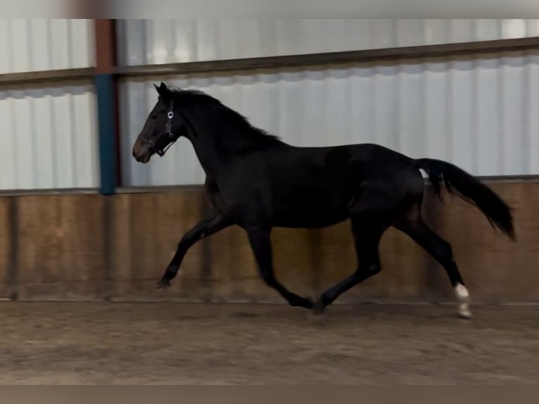 KWPN Stute 2 Jahre 165 cm Schwarzbrauner in Oud Gastel