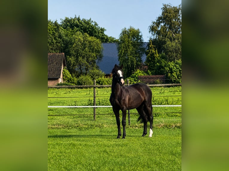 KWPN Stute 2 Jahre 166 cm Dunkelbrauner in Maasbree