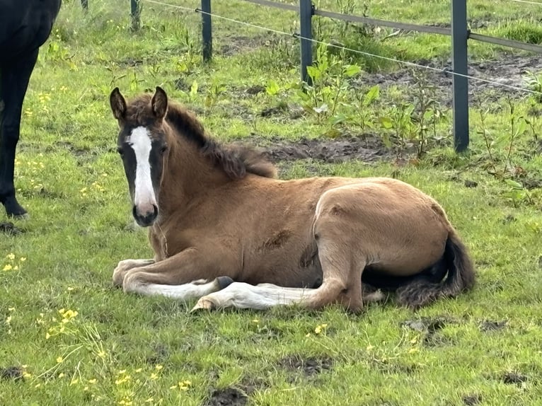 KWPN Stute 2 Jahre 166 cm Dunkelbrauner in Maasbree