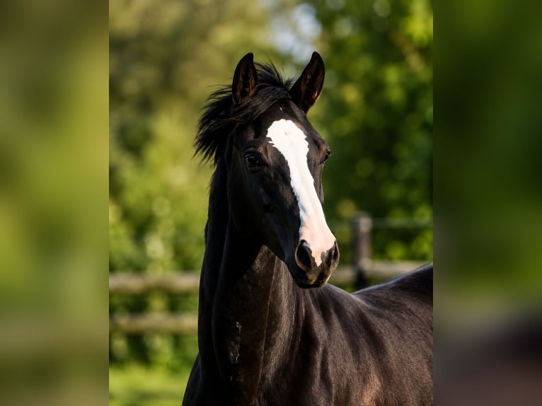KWPN Stute 2 Jahre 166 cm Dunkelbrauner in Maasbree