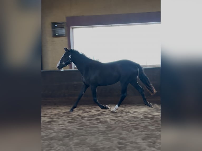 KWPN Stute 2 Jahre 166 cm Dunkelbrauner in Maasbree