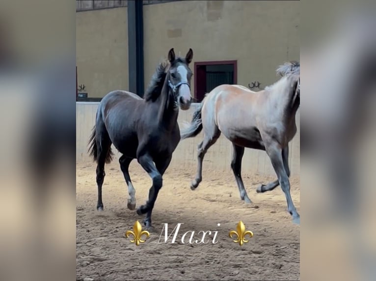 KWPN Stute 2 Jahre 166 cm Dunkelbrauner in Maasbree