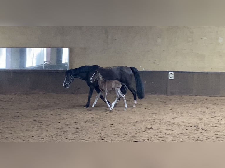 KWPN Stute 2 Jahre 166 cm Dunkelbrauner in Maasbree