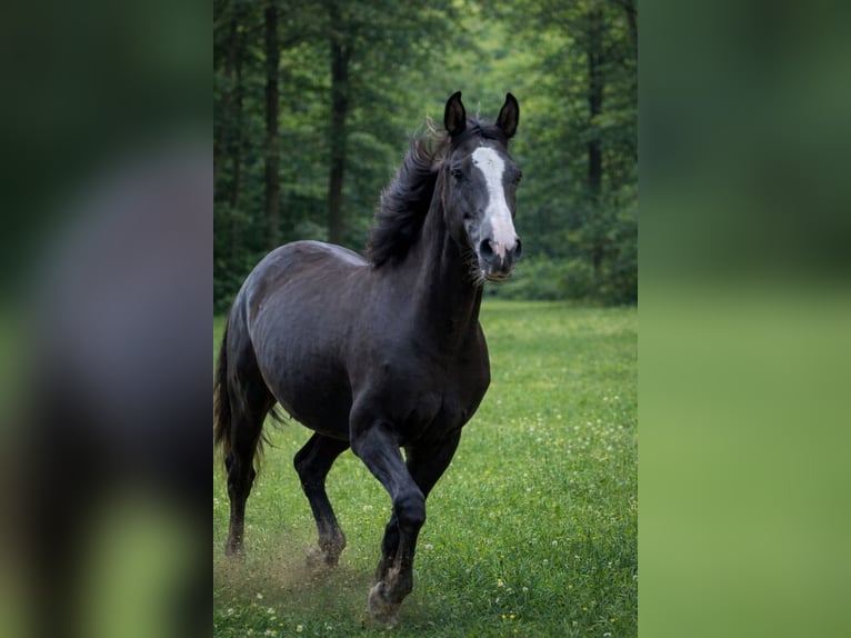 KWPN Stute 2 Jahre 166 cm Dunkelbrauner in Maasbree