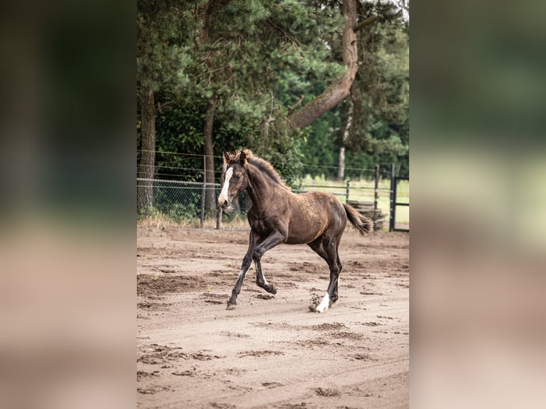 KWPN Stute 2 Jahre 166 cm Dunkelbrauner in Maasbree