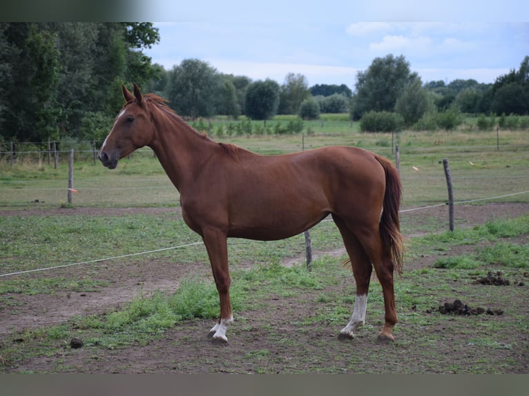 KWPN Stute 2 Jahre 166 cm Fuchs in breendonk