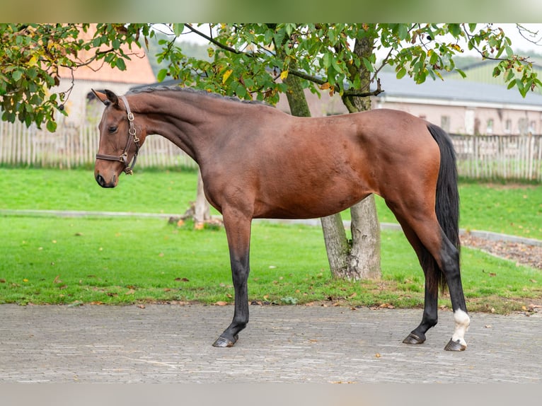 KWPN Stute 2 Jahre 167 cm Brauner in GROTE-BROGEL
