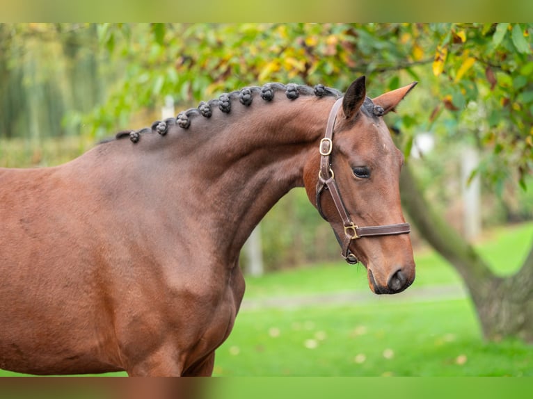 KWPN Stute 2 Jahre 167 cm Brauner in GROTE-BROGEL