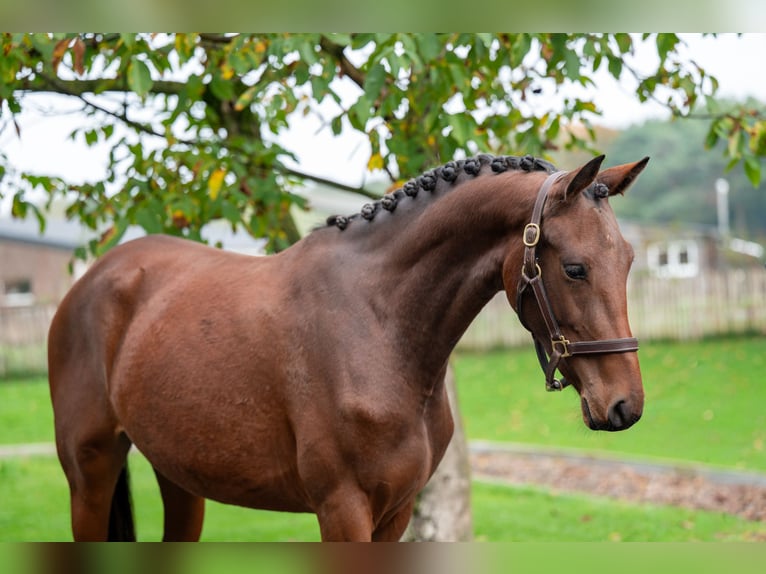 KWPN Stute 2 Jahre 167 cm Brauner in GROTE-BROGEL