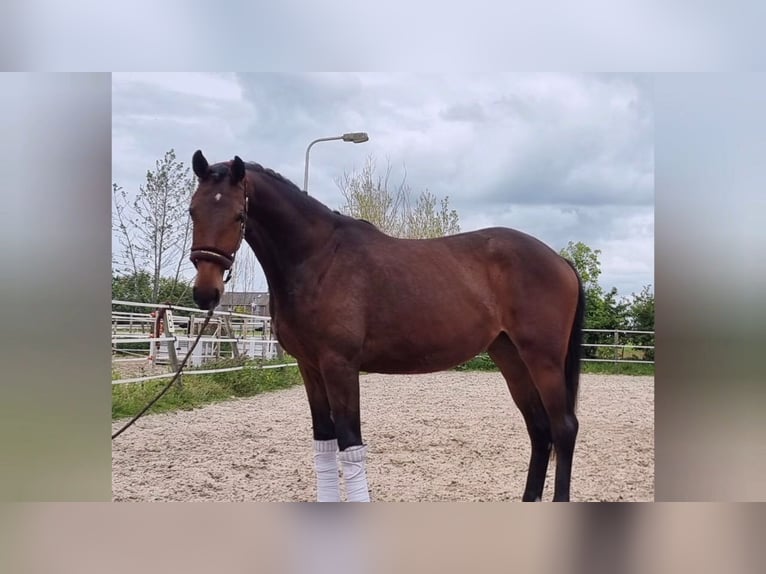 KWPN Stute 2 Jahre 168 cm Brauner in Ferwoude