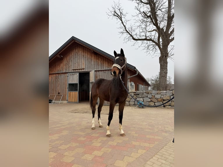 KWPN Stute 2 Jahre 170 cm Brauner in Zell an der Pram