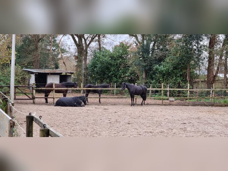 KWPN Stute 2 Jahre 170 cm Rappe in Ermelo