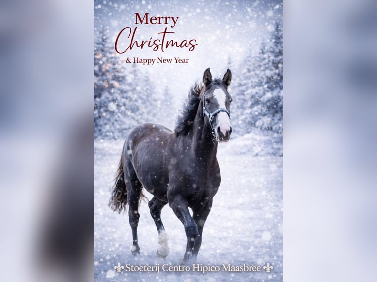 KWPN Stute 2 Jahre 175 cm Dunkelfuchs in Mönchengladbach