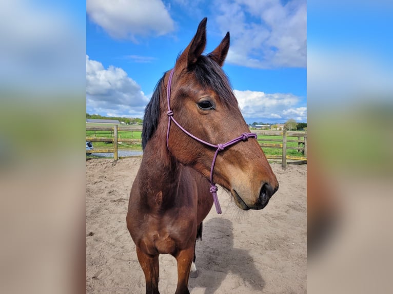 KWPN Stute 2 Jahre 180 cm Brauner in Bergen op zoom